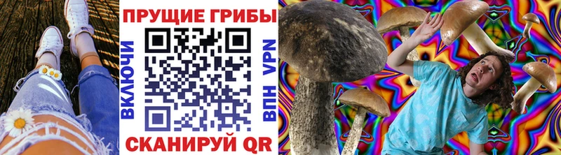 Купить где  Сальск  Галлюциногенные грибы Cubensis 